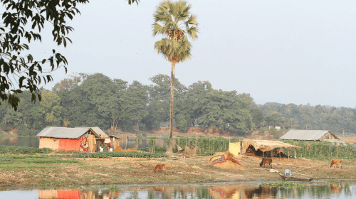 কাপ্তাই হ্রদের পানি কমে জেগেছে চর। সেখানে শাকসবজি চাষ ও গবাদিপশু পালনে মানুষের আয়ের উৎস বেড়েছে। লেমুছড়ি, রাঙামাটি।