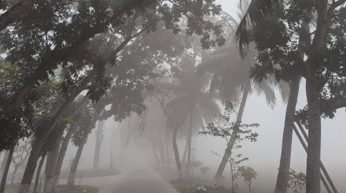 কুয়াশার চাদরে মোড়া খুলনা বিশ্ববিদ্যালয়: শীতের অপরূপ সৌন্দর্য