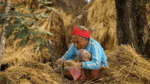 গবাদিপশুকে খাওয়ানোর জন্য খড় কাটছেন তিনি।