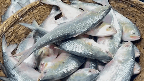 ইলিশ মাছ। ছবি : সংগৃহীত