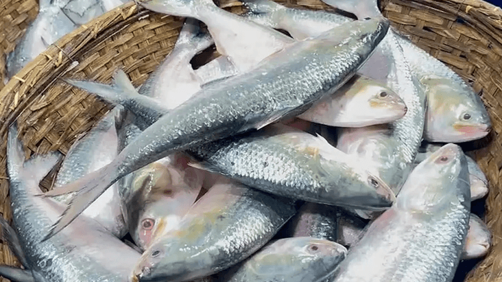 ইলিশ মাছ। ছবি : সংগৃহীত