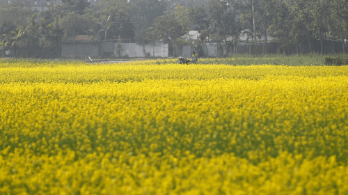দিগন্তজোড়া শর্ষে ফুল।