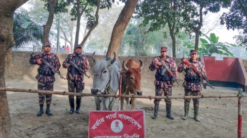 সীমান্তে পৃথক অভিযান: ৫৩ বিজিবি জব্দ করল ১৬টি ভারতীয় গরু | ছবি: দৈনিক ইতিহাস
