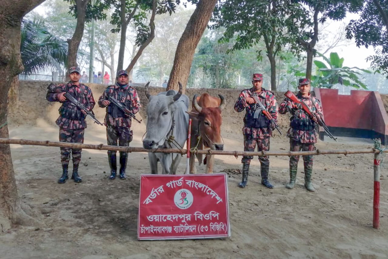সীমান্তে পৃথক অভিযান: ৫৩ বিজিবি জব্দ করল ১৬টি ভারতীয় গরু | ছবি: দৈনিক ইতিহাস