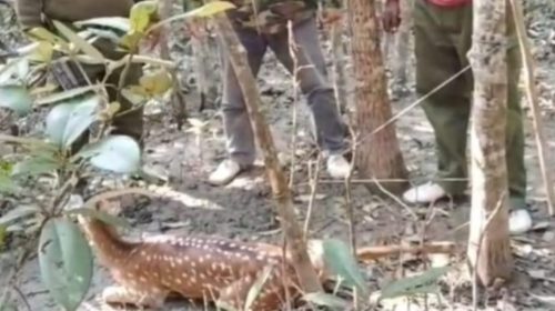 শিকারিদের পাতা ফাঁদ থেকে আরও একটি চিত্রল হরিণ উদ্ধার, সুন্দরবনে অবমুক্ত