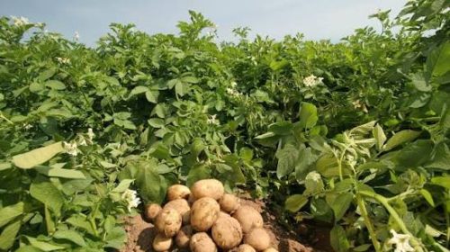 আলু বিক্রি করেও হিমাগারের ভাড়া উঠছে না কৃষকের