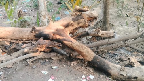 নড়াইলের কালিয়া উপজেলায় জনবহুল এলাকায় বোমা সদৃশ্য একটি বস্তুর বিস্ফোরণ