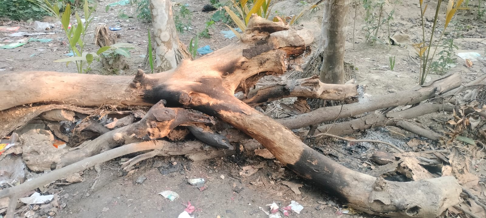 নড়াইলের কালিয়া উপজেলায় জনবহুল এলাকায় বোমা সদৃশ্য একটি বস্তুর বিস্ফোরণ