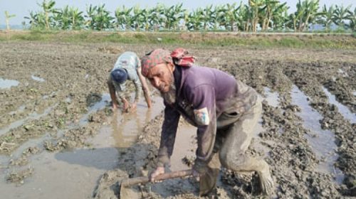 নড়াইলে বোরো ধান রোপণে ব্যস্ত সময় পার করছেন কৃষকেরা