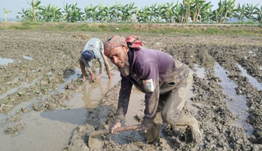 নড়াইলে বোরো ধান রোপণে ব্যস্ত সময় পার করছেন কৃষকেরা