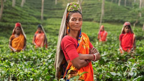 চা শ্রমিকের করুণ জীবন