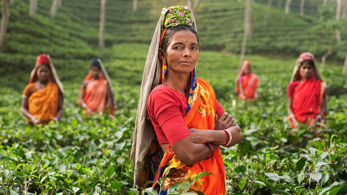 চা শ্রমিকের করুণ জীবন