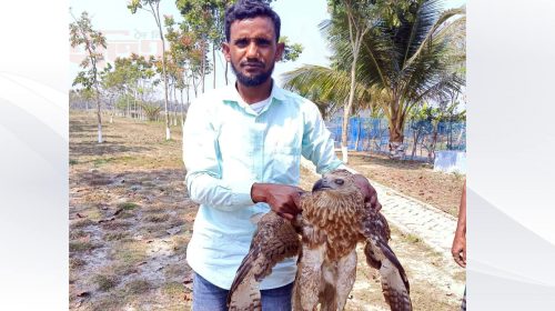 শরণখোলায় মাছের ঘেরের জালে আটকা পড়ে আহত ঈগল উদ্ধার