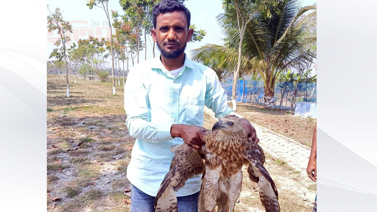 শরণখোলায় মাছের ঘেরের জালে আটকা পড়ে আহত ঈগল উদ্ধার