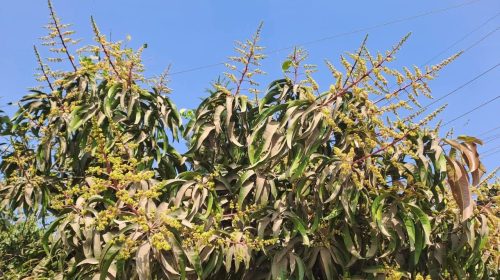 মুকুলে ভরেছে বাগান, স্বপ্ন দেখছেন শরণখোলার চাষি | ছবি : দৈনিক ইতিহাস