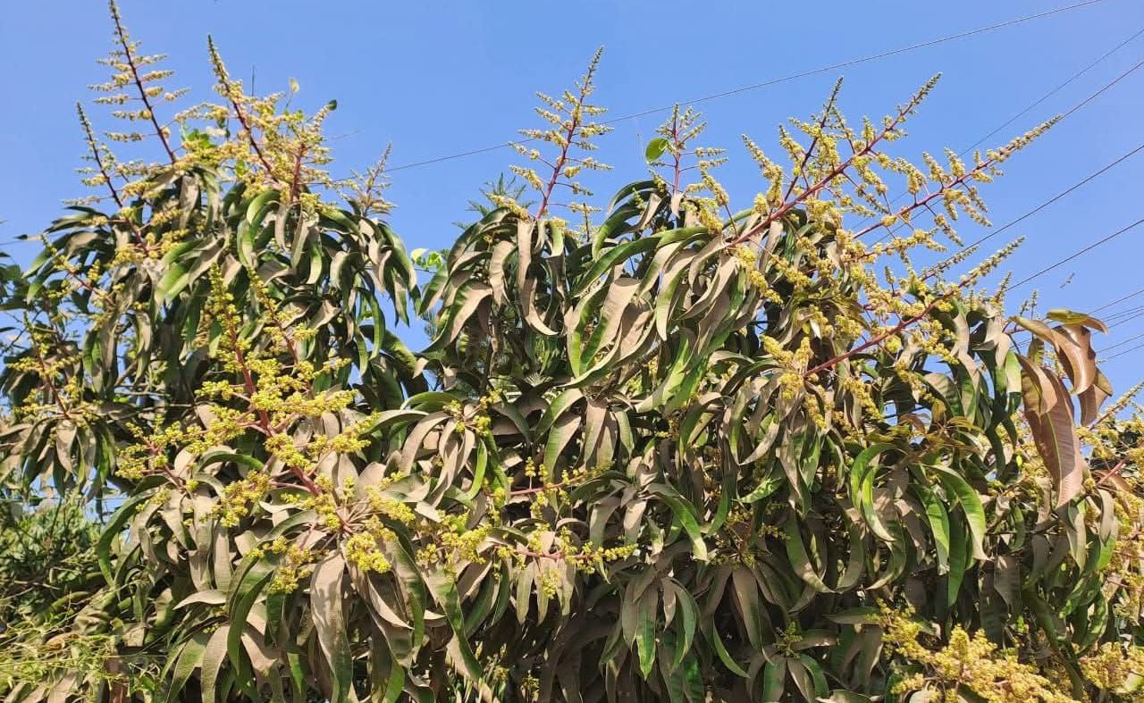 মুকুলে ভরেছে বাগান, স্বপ্ন দেখছেন শরণখোলার চাষি | ছবি : দৈনিক ইতিহাস