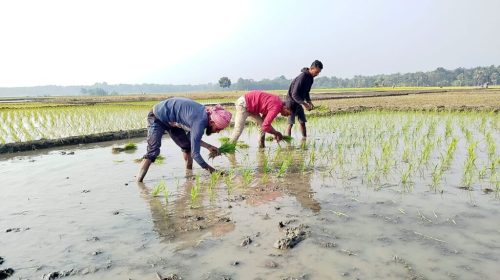 বোরো ধানের আবাদ | ছবি : দৈনিক ইতিহাস