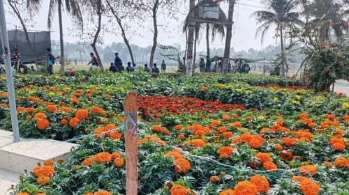 গাঁদা ফুলে রঙিন খুলনা বিশ্ববিদ্যালয়: ক্যাম্পাসজুড়ে ফুলের উৎসব