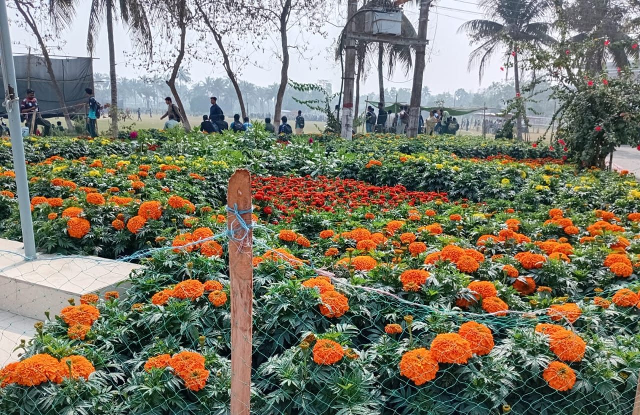 গাঁদা ফুলে রঙিন খুলনা বিশ্ববিদ্যালয়: ক্যাম্পাসজুড়ে ফুলের উৎসব