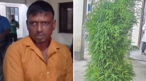 গাঁজা চাষের অভিযোগে বিল্লাল হোসেন নামে এক যুবককে আটক করেছে পুলিশ।