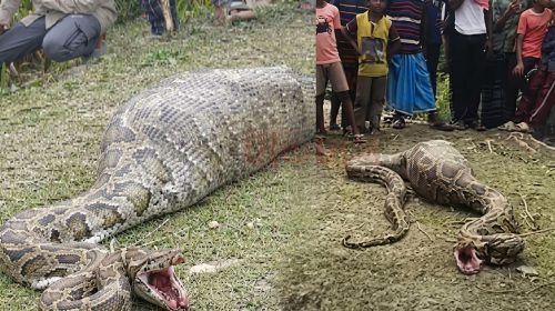 শরণখোলায় সুন্দরবন থেকে লোকালয়ে এসে অজগরের ছাগল গিলে খাওয়ার ঘটনা | ছবি : দৈনিক ইতিহাস