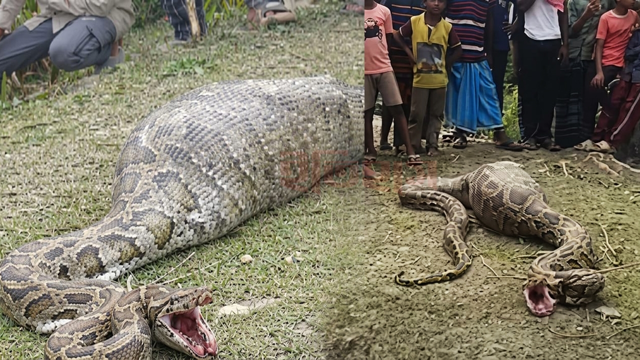 শরণখোলায় সুন্দরবন থেকে লোকালয়ে এসে অজগরের ছাগল গিলে খাওয়ার ঘটনা | ছবি : দৈনিক ইতিহাস