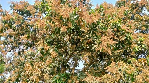 আমের মুকুল