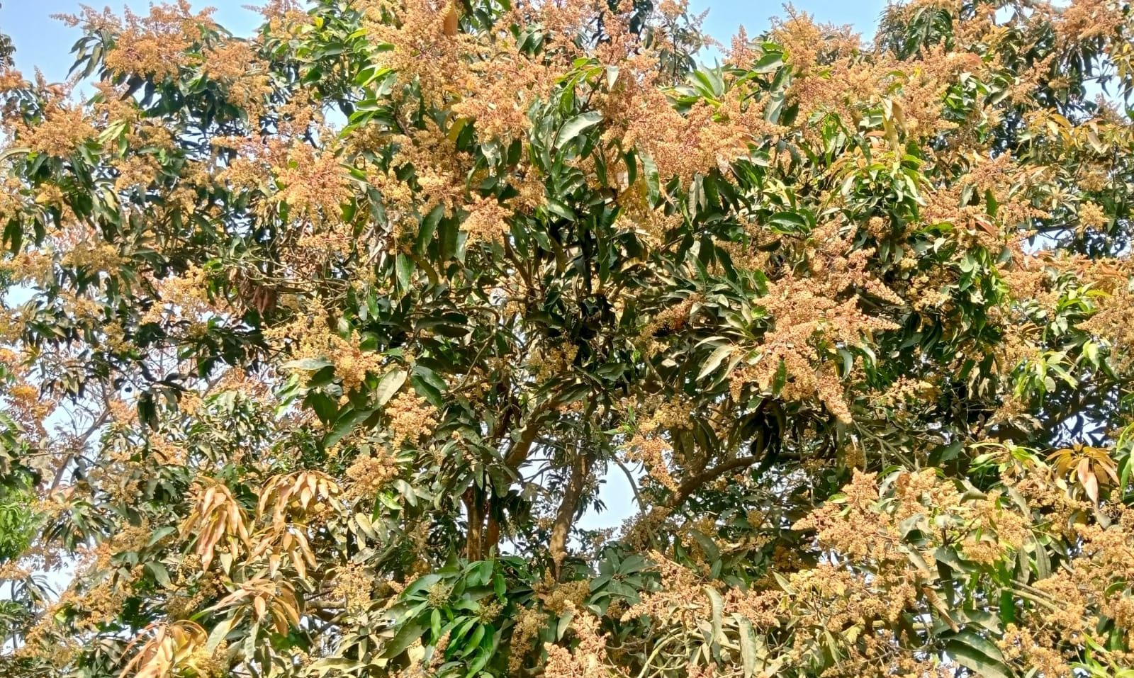 আমের মুকুল