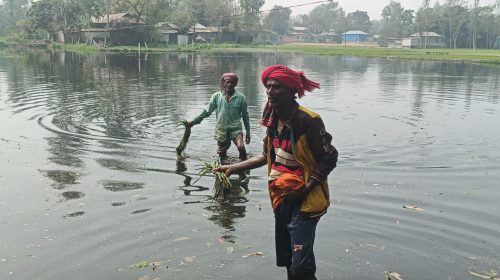 ধান, সরিষা ও সবজিক্ষেত নষ্ট হয়ে কৃষকেরা ব্যাপক ক্ষতির মুখে