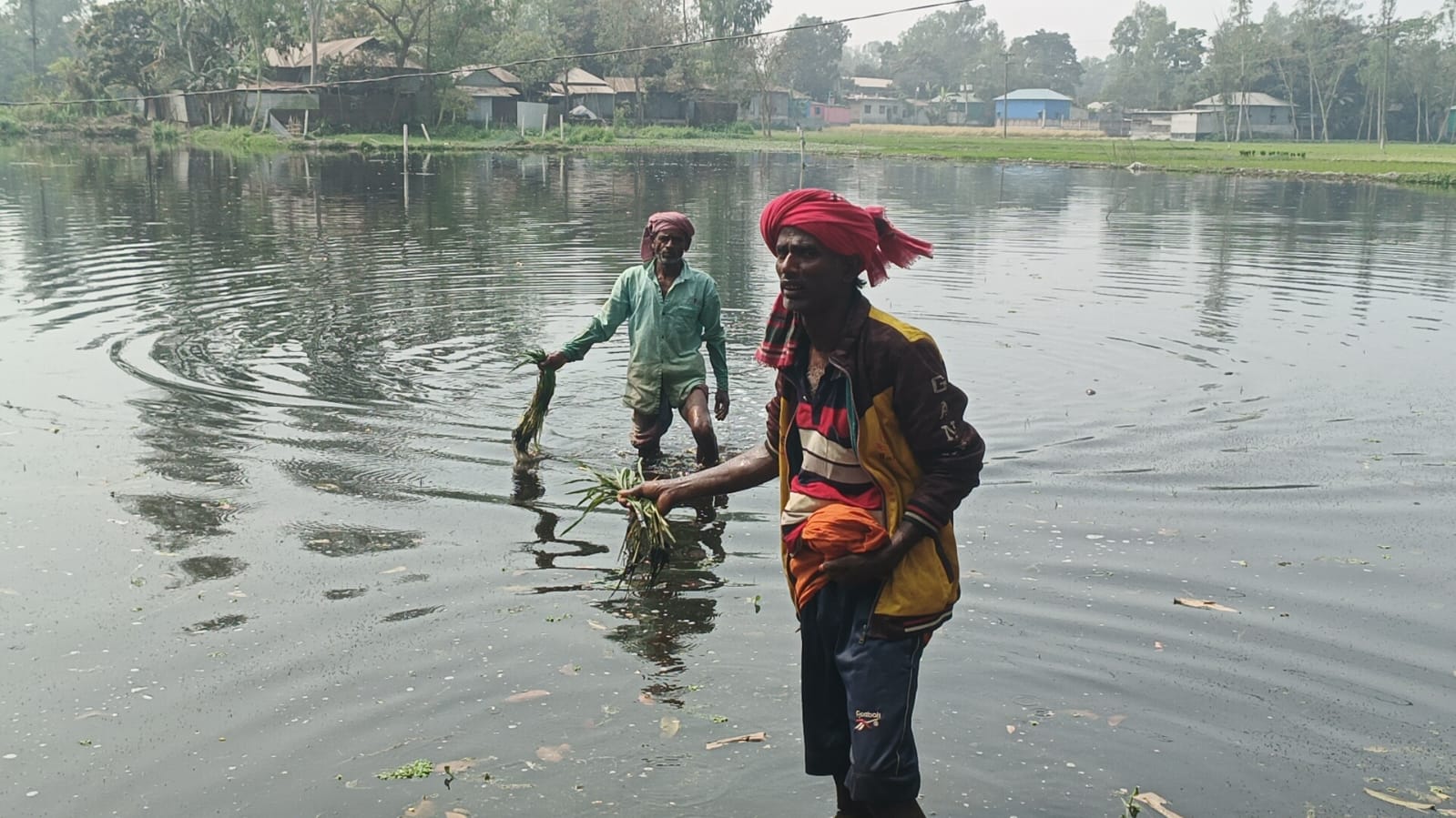 ধান, সরিষা ও সবজিক্ষেত নষ্ট হয়ে কৃষকেরা ব্যাপক ক্ষতির মুখে