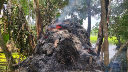 গো খাদ্যে আগুন