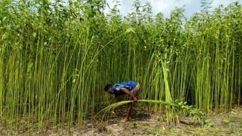 হিলি-বিরামপুরে কৃষকের পাট কাটা ও প্রক্রিয়াজাতকরণের দৃশ্য
