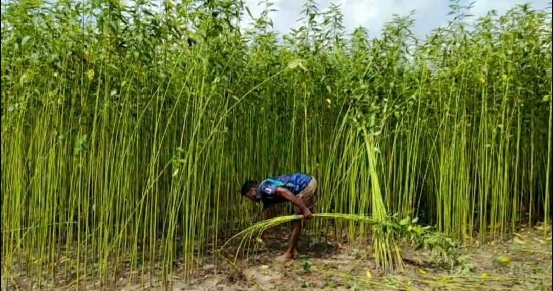 হিলি-বিরামপুরে কৃষকের পাট কাটা ও প্রক্রিয়াজাতকরণের দৃশ্য