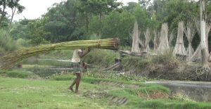 হিলি-বিরামপুরে কৃষকের পাট কাটা ও প্রক্রিয়াজাতকরণের দৃশ্য